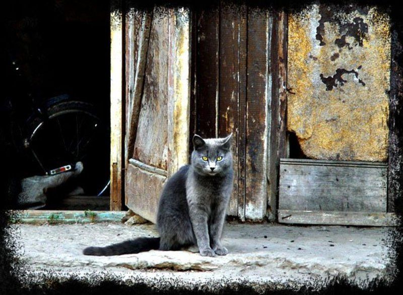 кот Матвейphoto preview