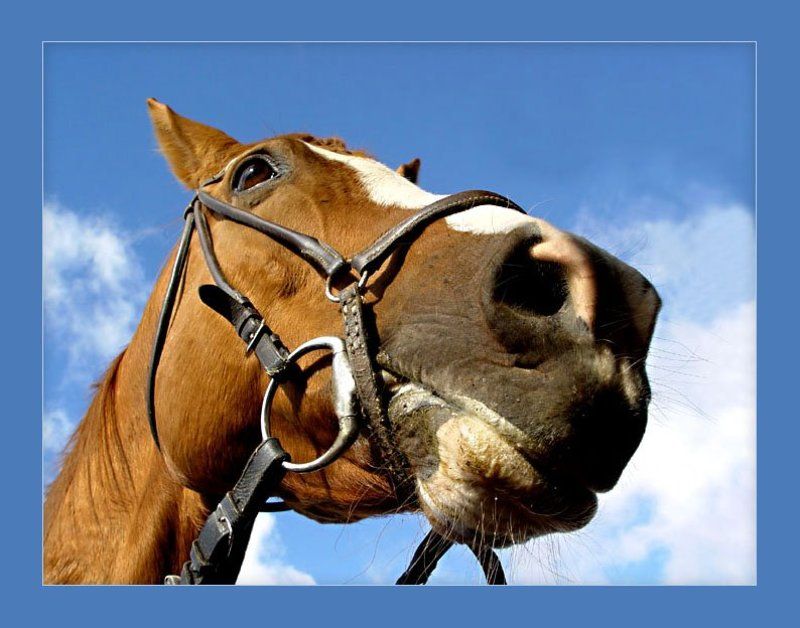 конь Ой, вы кони, мои кони...photo preview