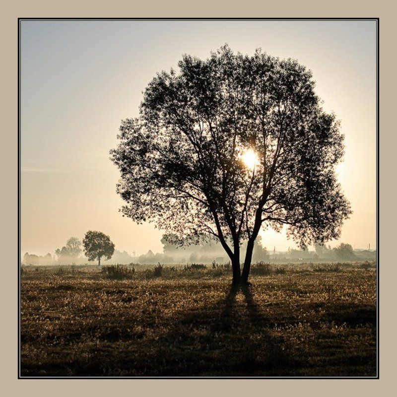 туман, утро, дерево, аня графова Деревоphoto preview