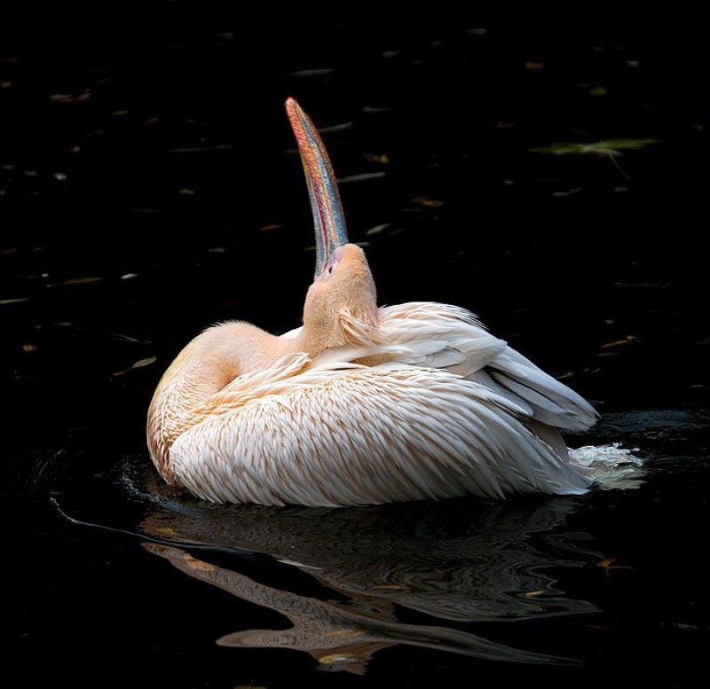 пеликан, птицы Балет...photo preview