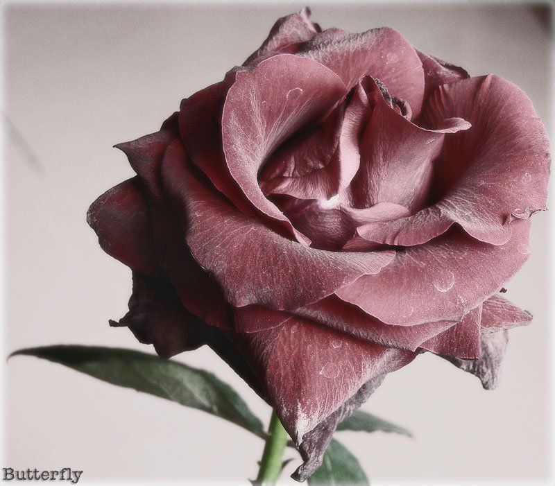 роза когда высохли капельки росы.photo preview