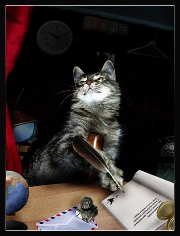 кот, наоборот, письмо Письмо домойphoto preview