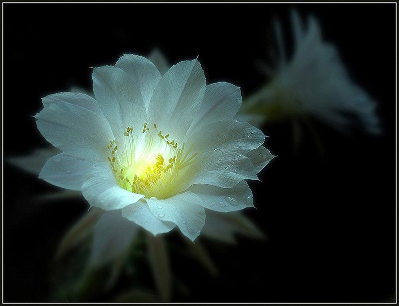 ночь, цветок, кактус, эхинопсис, сказка Сказка, рассказанная ночьюphoto preview