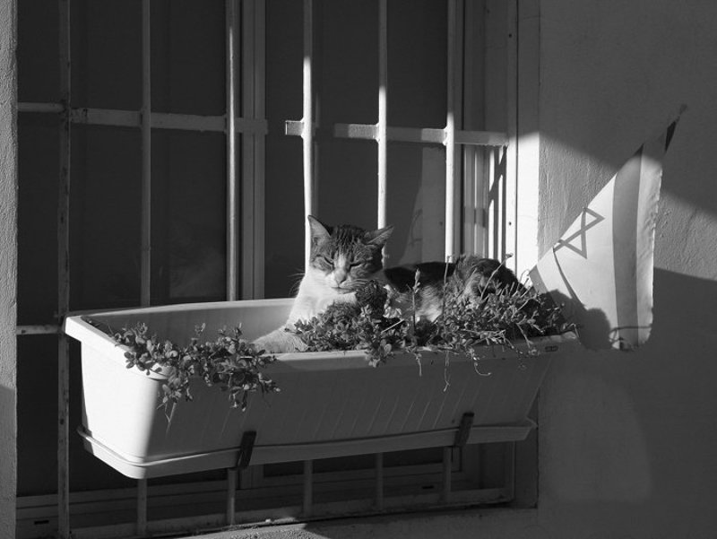 IgalSc, Tel-Aviv, чб На улочках Тель-Авиваphoto preview