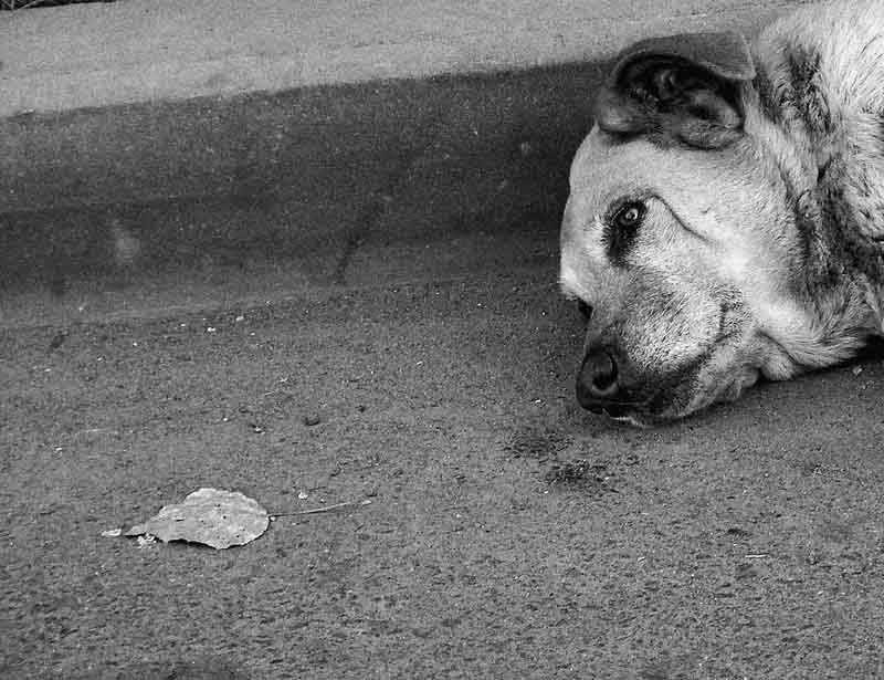 собака,лист, ч\\б Вот и всё...photo preview