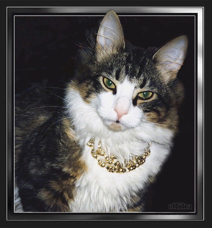 Кот, Филипп Осознание собственного Превосходстваphoto preview