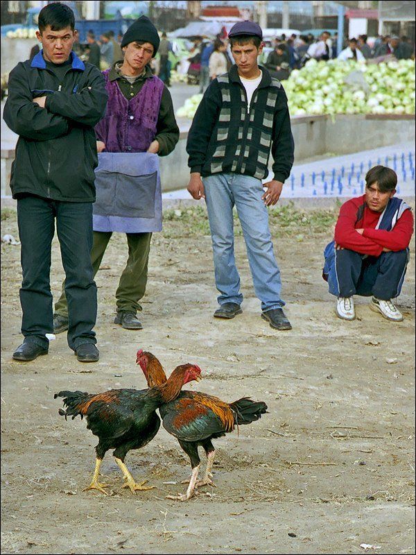 Узбекистан, Ташкент, рынок, петухи. Бойцовые петухиphoto preview