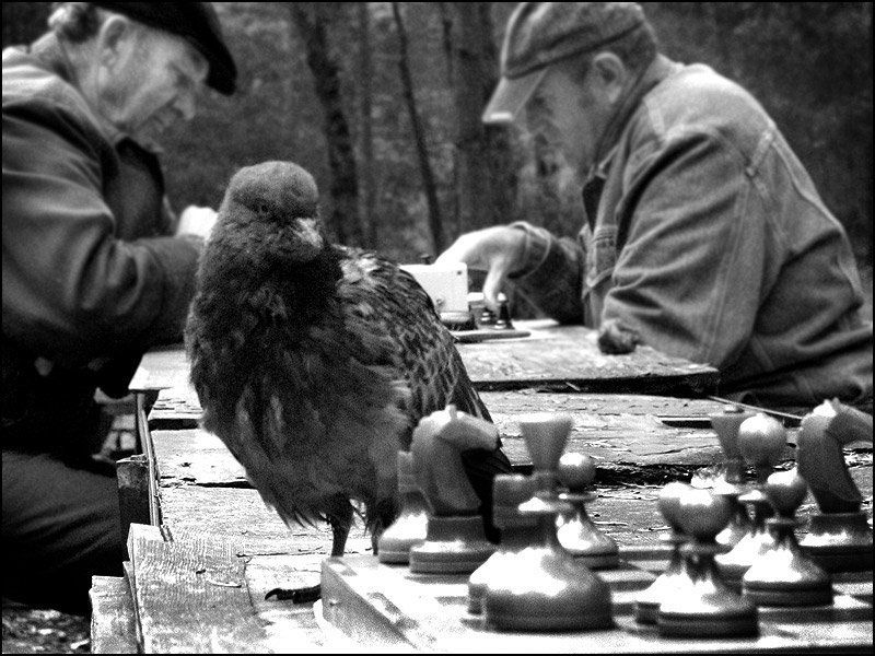 шахматы ***photo preview