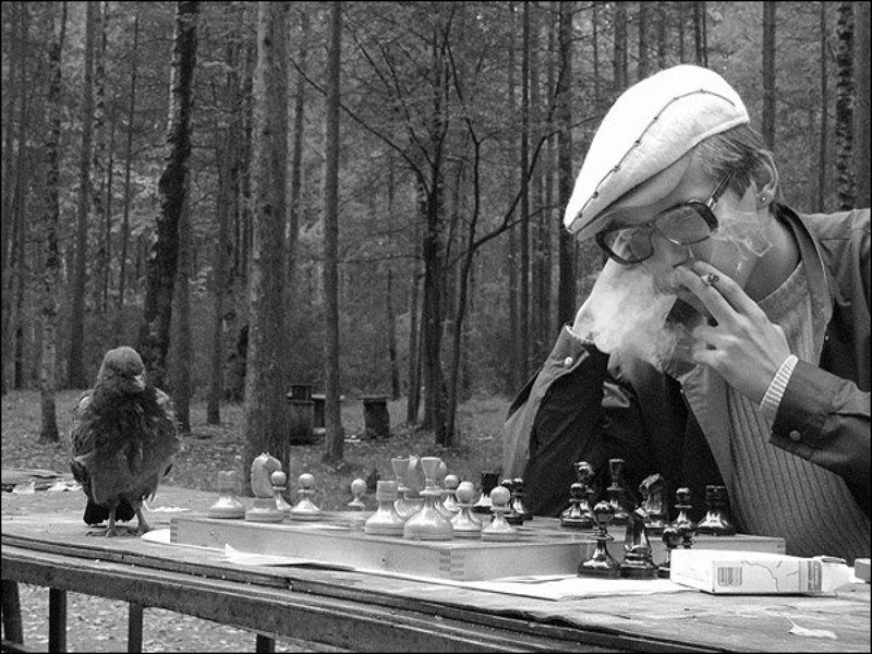 шахматы ***photo preview