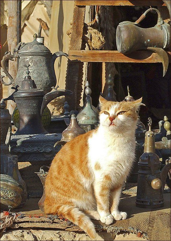 Иордания, окрестности Петры Утомленная солнцемphoto preview