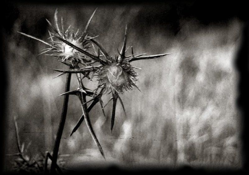 Ближний восток, Иерусалим, колючка, война, любовь #9photo preview