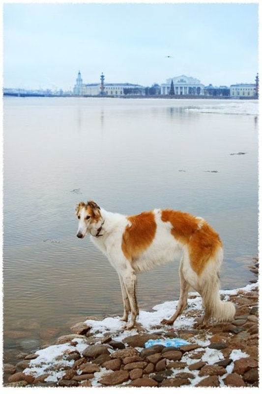 Изящная сучка на берегу Невыphoto preview