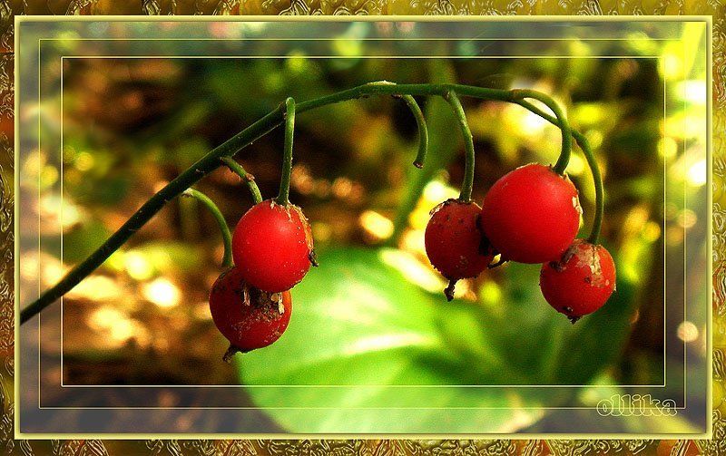 ландыш, лето, дача Ландыш... Сентябрьский...photo preview