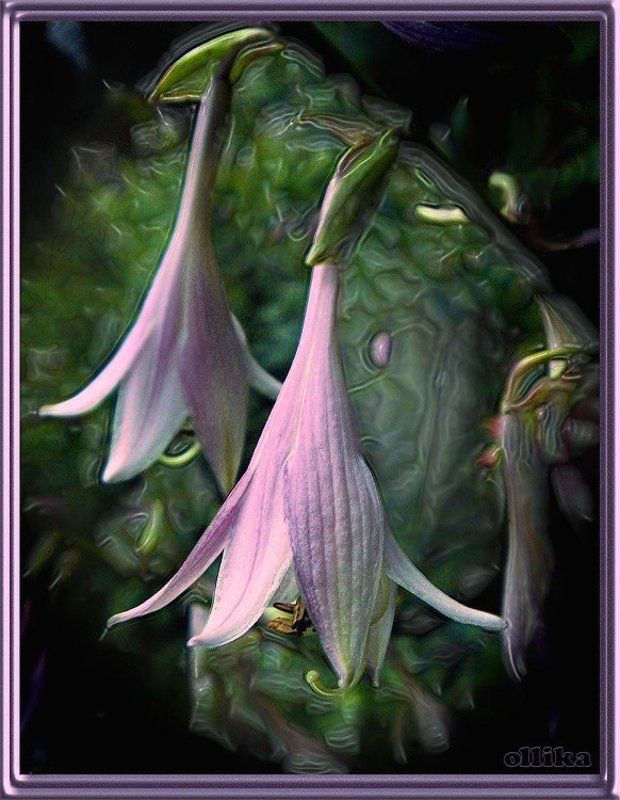 Цветущая хоста, лето, дача В Берендеевом царстве ...photo preview