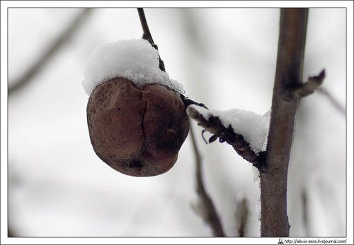 Дары природы