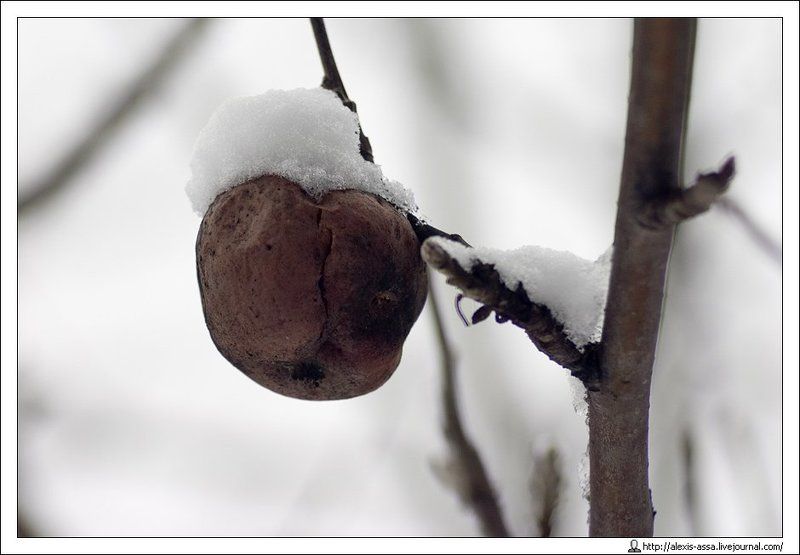 яблоко, зима Дары природыphoto preview
