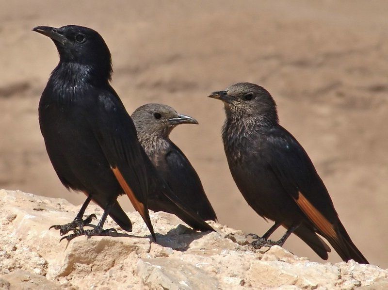 Вороная Тройкаphoto preview