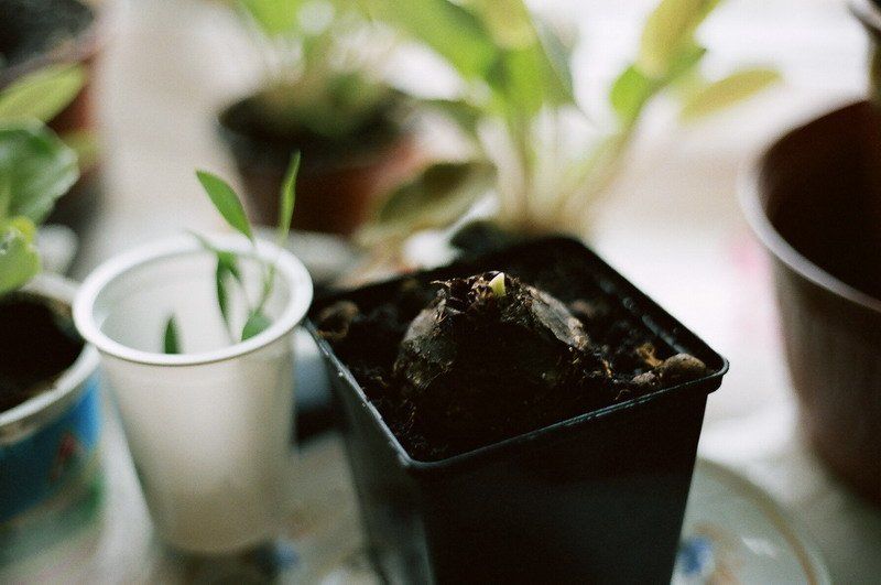 окно, весна, утро photo preview