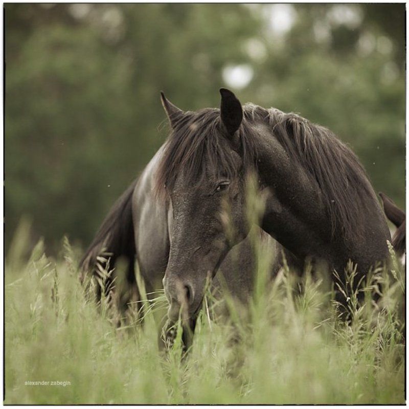 лошадь, лошади, конь, horses, horse, equi, zabegin про_хитростьphoto preview
