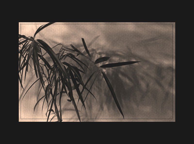 натюрморт, комнатный цветок, стилизация Japanesquephoto preview