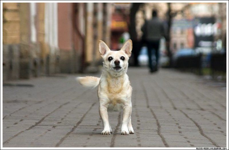 собака photo preview