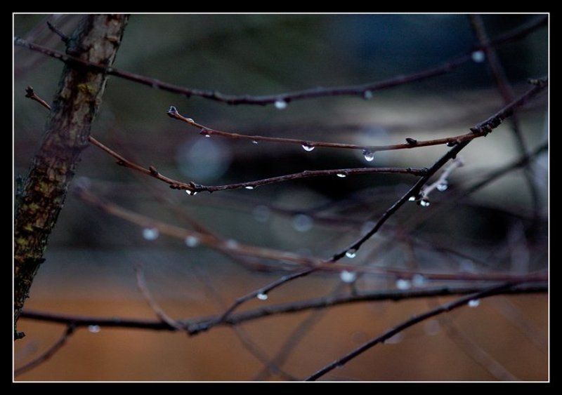 капли, ветки После дождяphoto preview