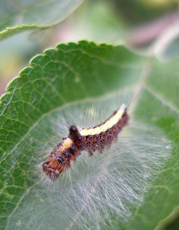 макро гусеницаphoto preview