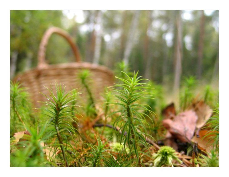 По грибыphoto preview