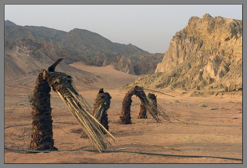 Под вечер в Нувейбеphoto preview