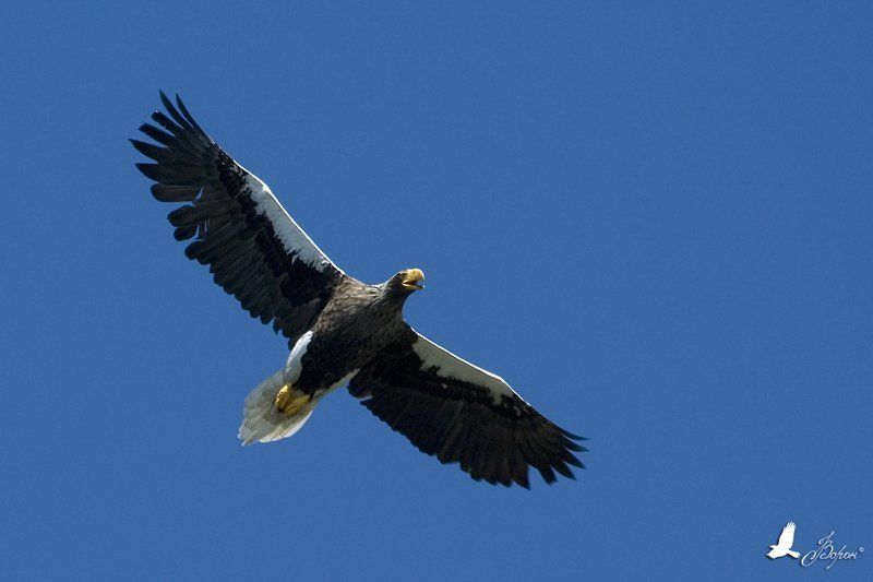 Белоплечий орлан, птицы, хищники, Магадан, побережье Охотского моря Steller Sea Eaglephoto preview