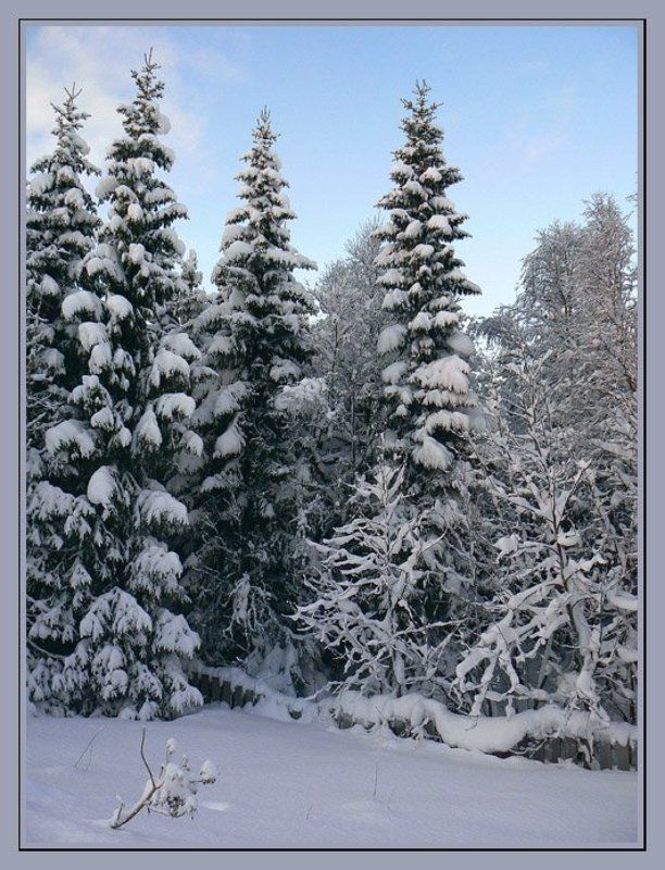 Норвегия,зима,снег,елки,палки,забор Просто так о зиме...photo preview
