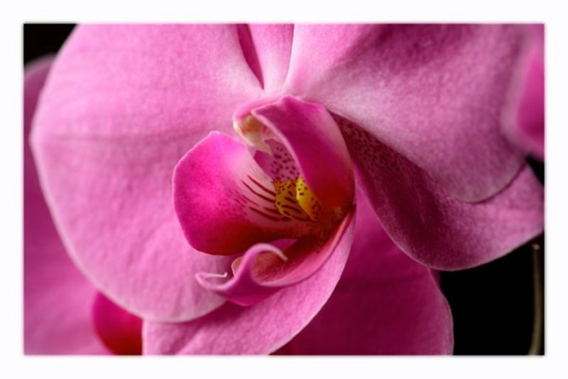 Phalaenopsis Orchidaceae Свет от окна...photo preview
