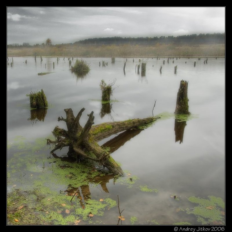 подмосковье, брехово, осень, октябрь, коряги, водохранилище, пруд, photohunter Сквозь пни да коряги..photo preview