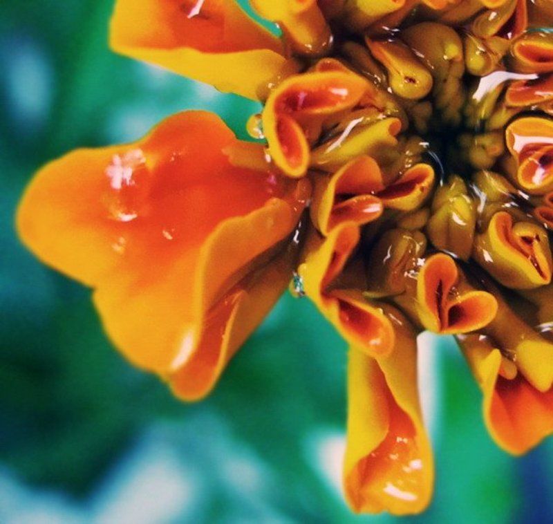 рыжий, и, зелёный In love with Colourphoto preview