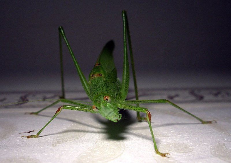 А что это вы тут делаете?photo preview