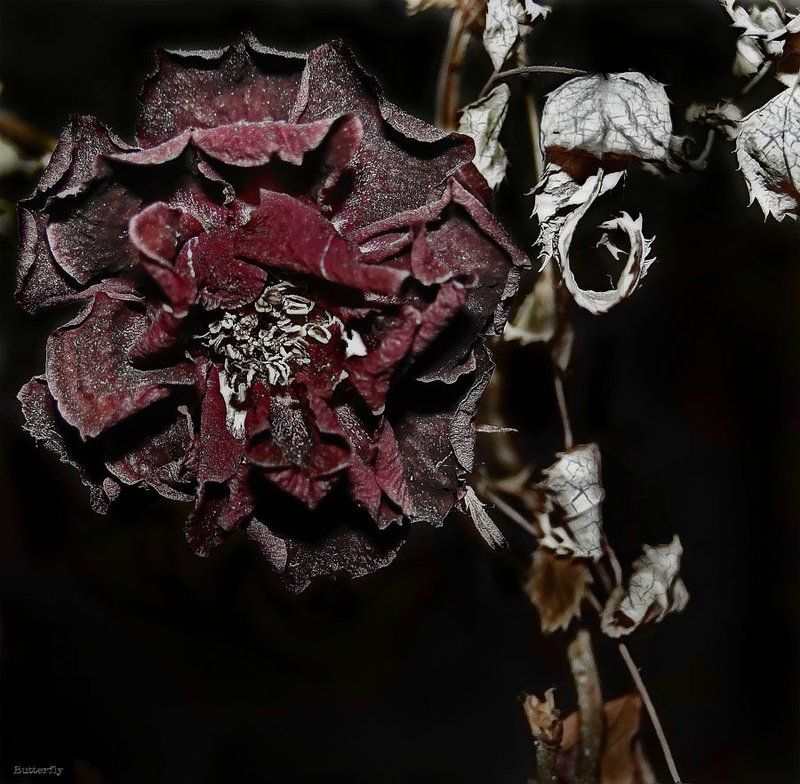 роза Увядшая.photo preview