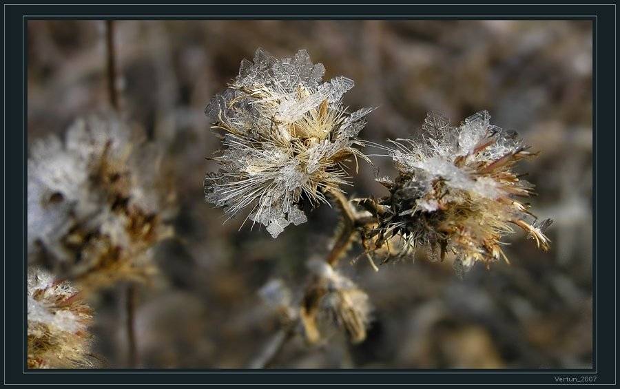 Ледяные цветы. Автор: Игорь Глушко лед, Игорь Глушко