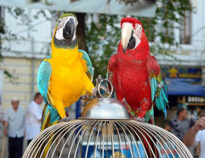 Свободу попугаям!!!photo preview