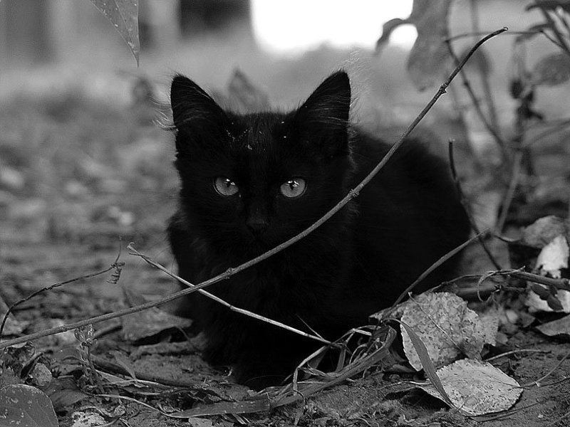 кот, black котphoto preview