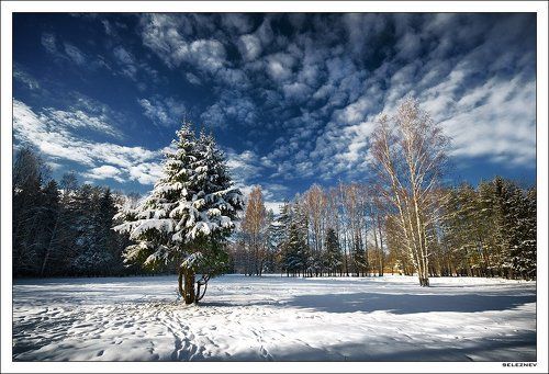 свежак