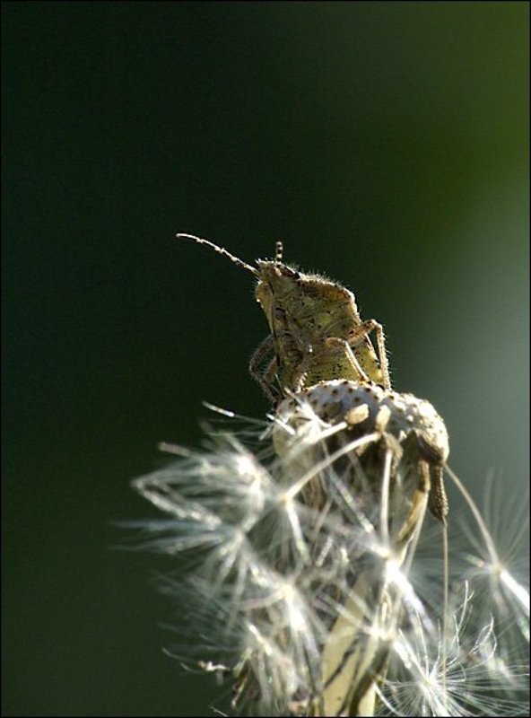 клоп одуванчик Мыслительphoto preview