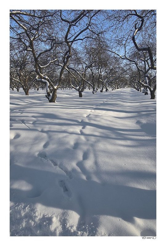 Коломенское. Хитросплетенияphoto preview