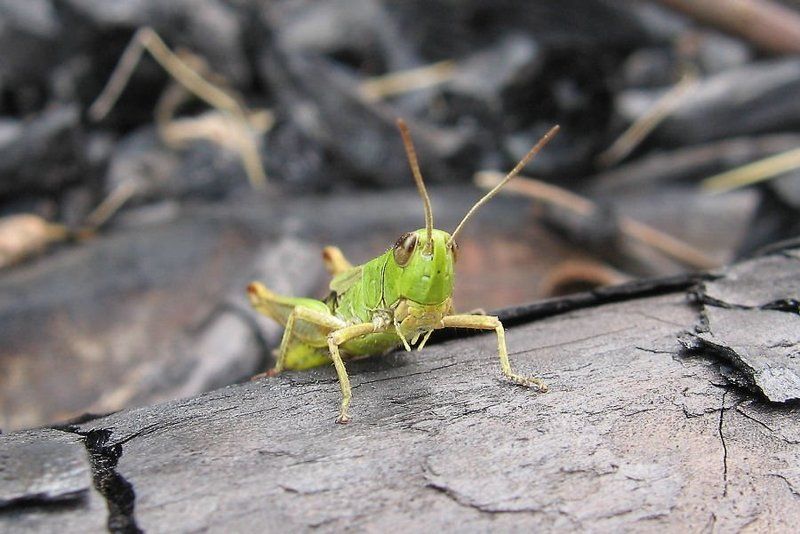 кузнечик Бу !!photo preview