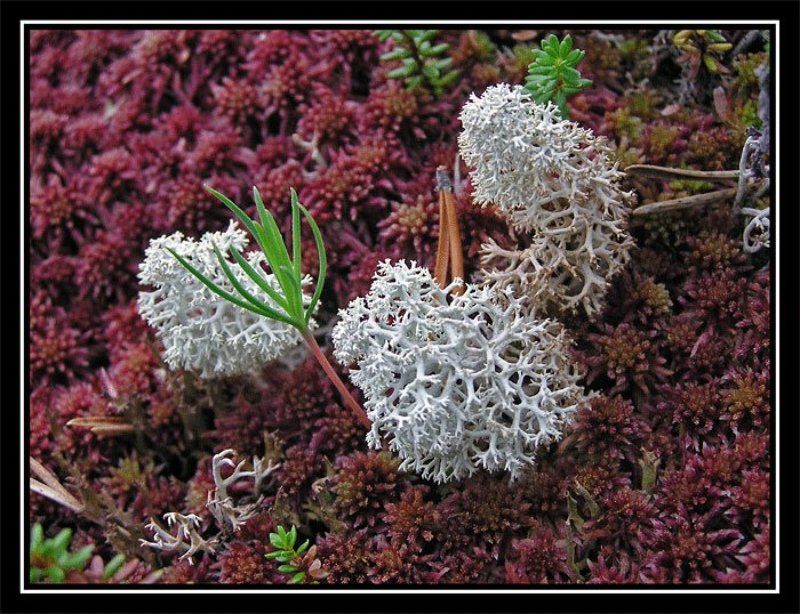 Карелия, мох А под ногами - целый мир...photo preview