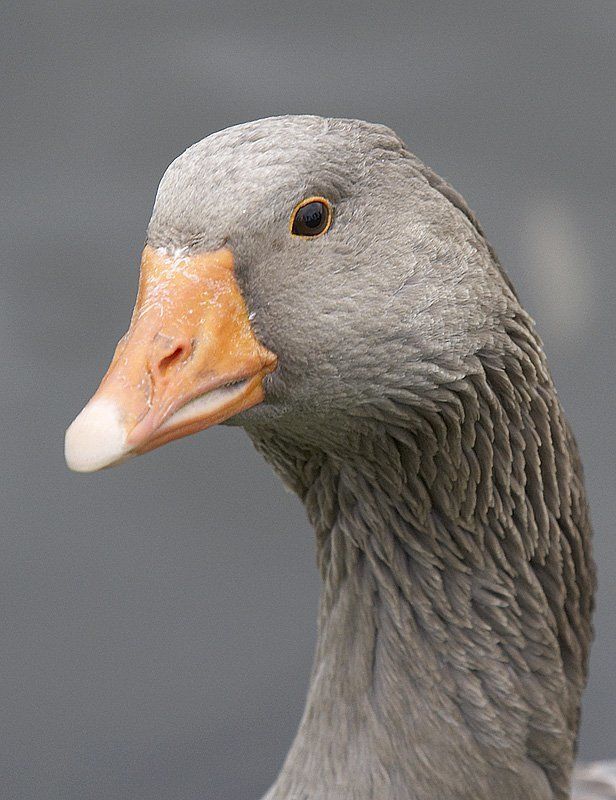 гусь, птицы Ты не бойся, это гусь....photo preview