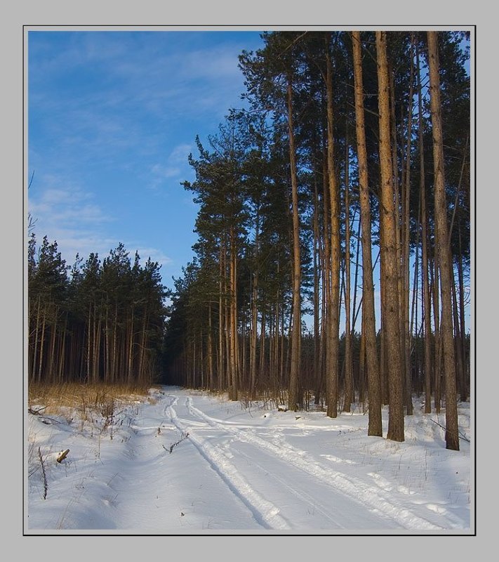 Зимняя дорога в соснякеphoto preview
