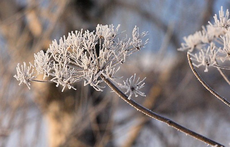снег иней лед борщевик Ой, морозноphoto preview