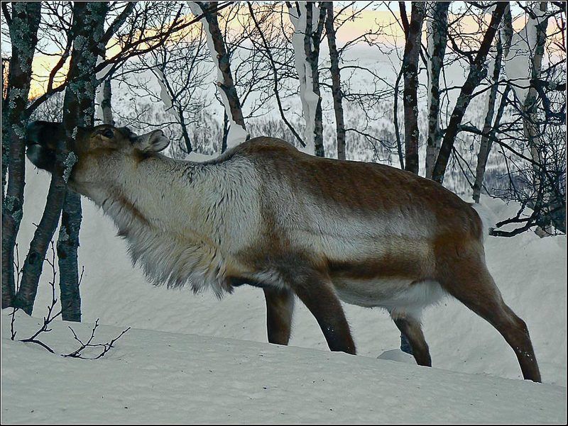 Олень,зима,голод,холод Голод не теткаphoto preview