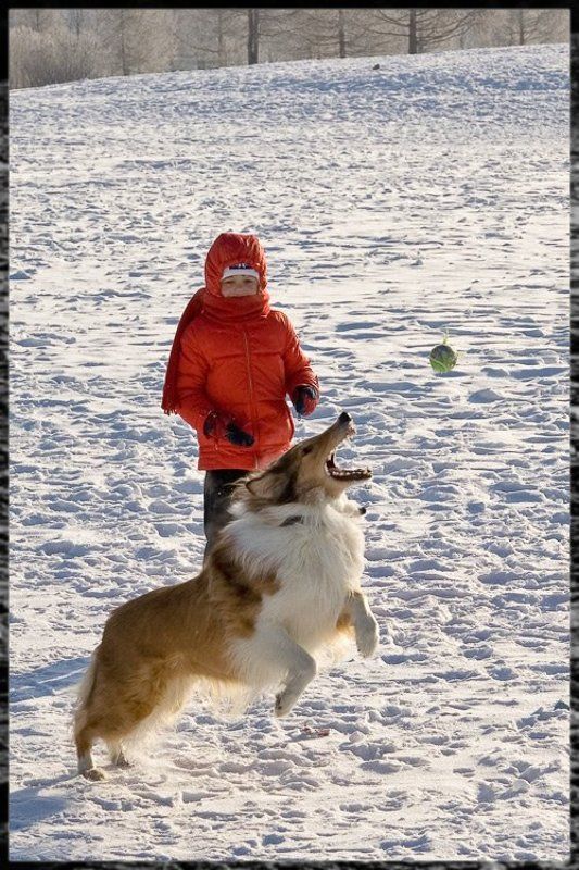 собака photo preview