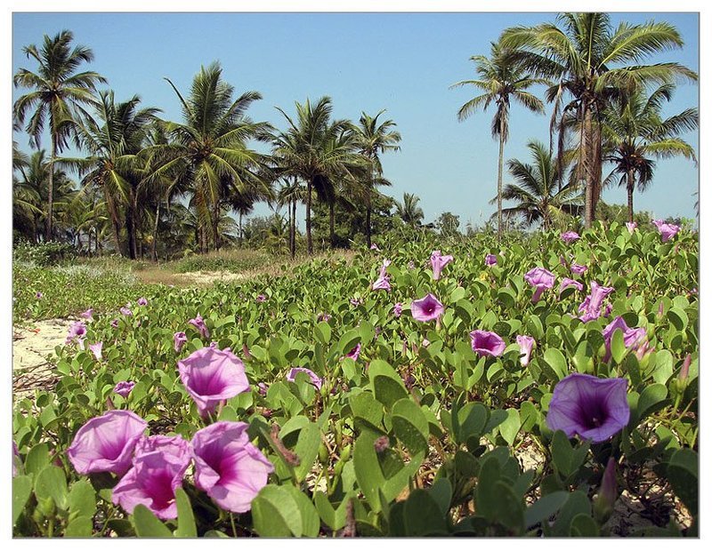 Буйство флорыphoto preview